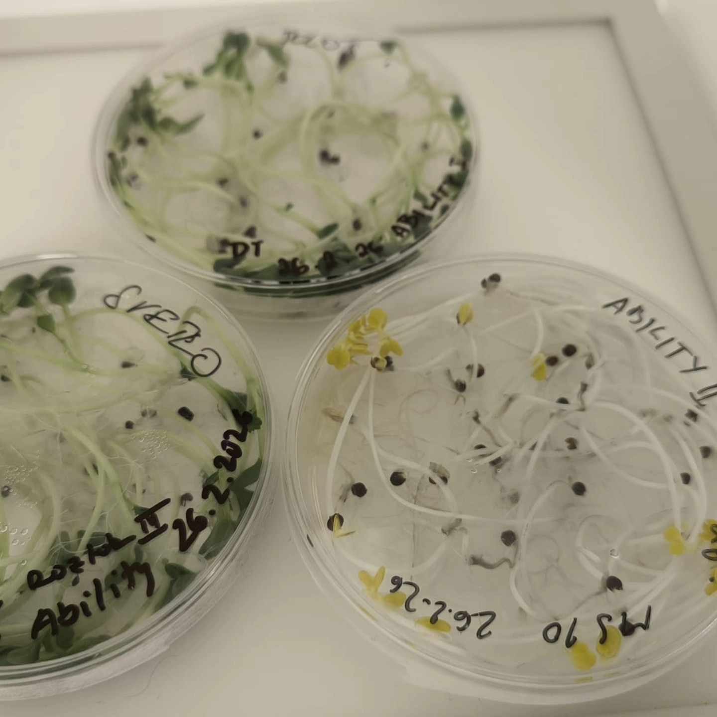 655114393 1462804395642431 8249094526215337326 n | WebJET CMS